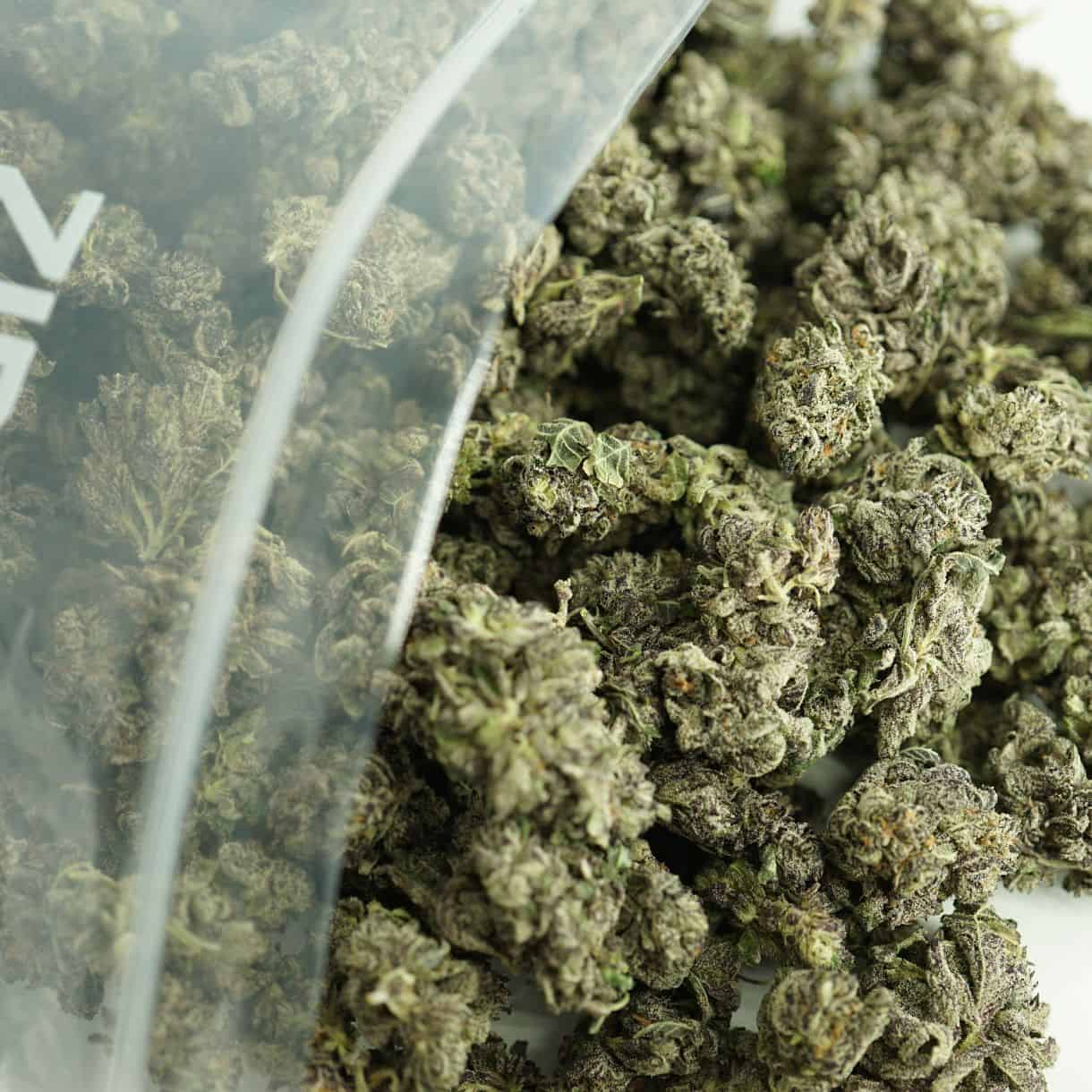 close-up image of white truffle smalls cannabis buds spilling out of a clear ZIP-ZAG plastic bag onto a white surface, showing dense green nugs with visible trichomes and orange hairs.