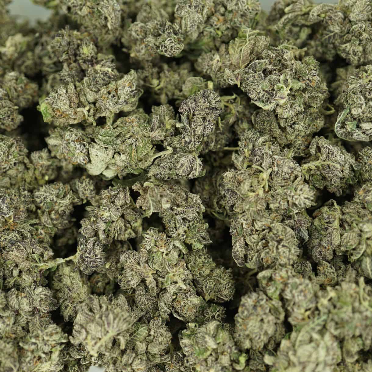 white truffle smalls top view of cannabis buds with dense structure, frosty trichomes, and light green coloration