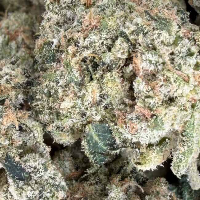 pp chocolope kush smalls 2