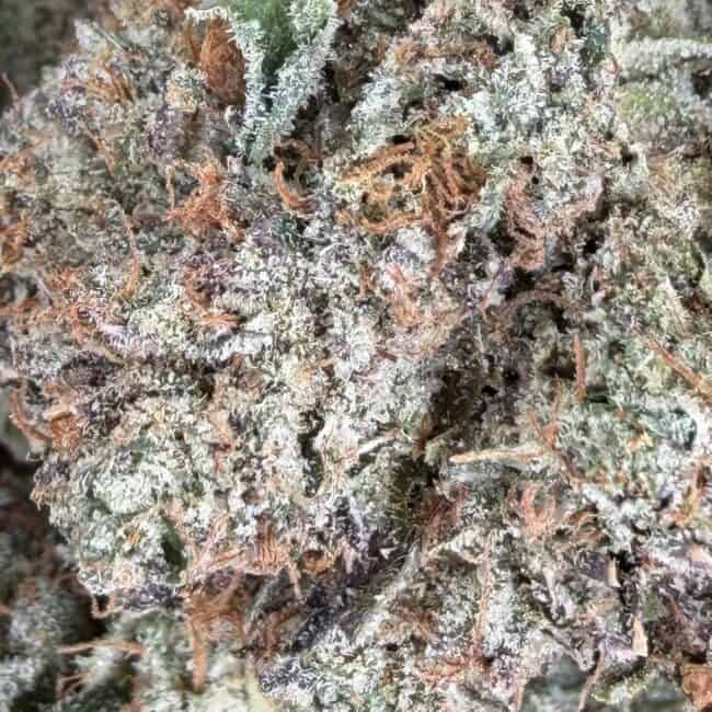 pp gucci pink 2