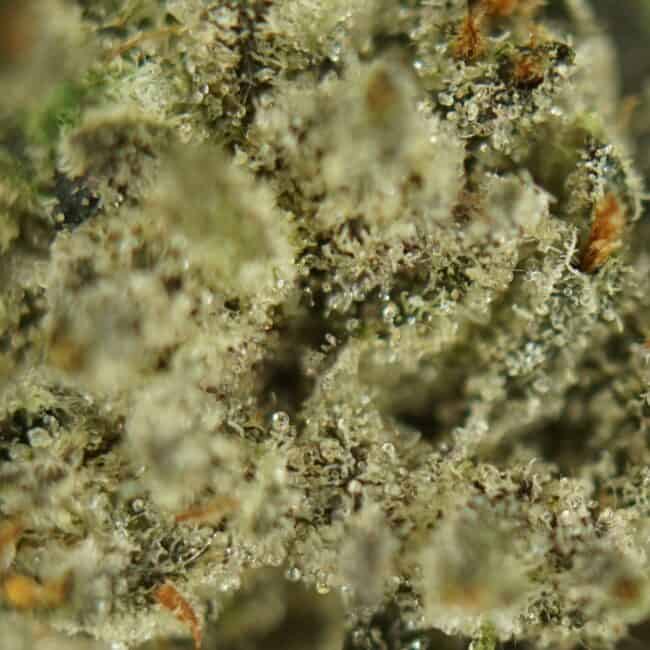 pp mid chunky monkey 2